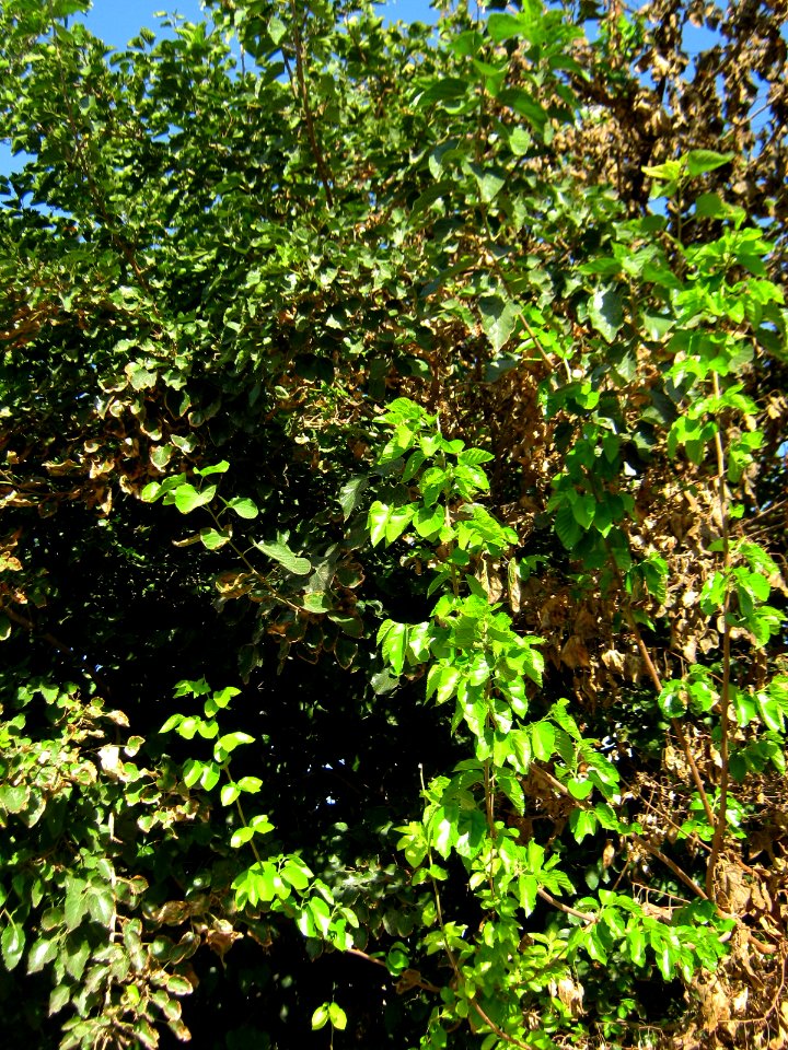 Alone tree and car - alley in 17 Shahrivar st - Nishapur 3