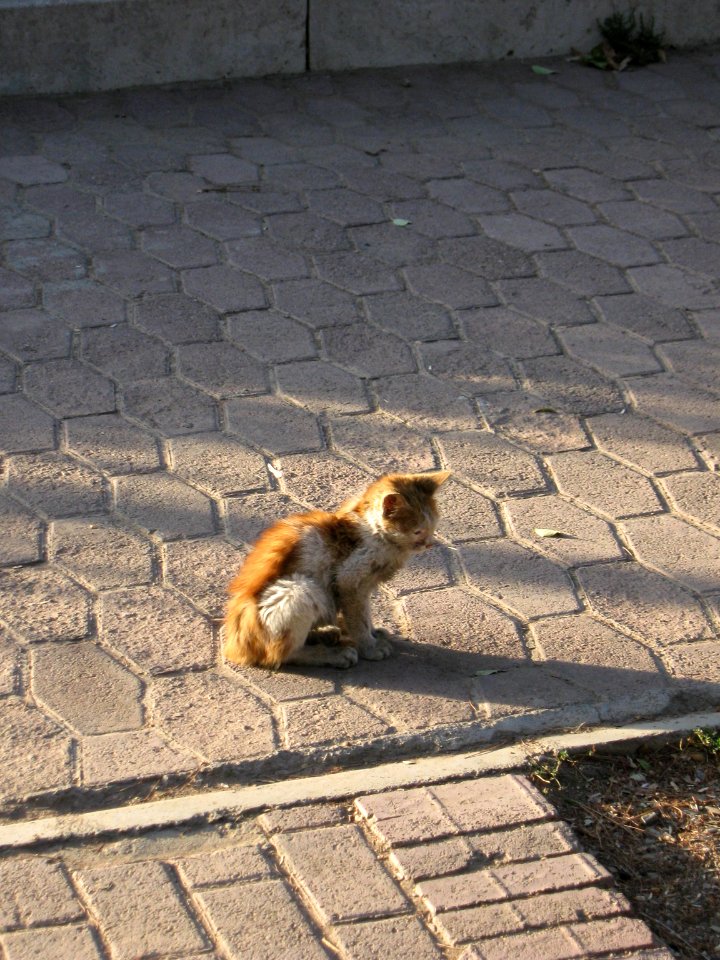 Alone kitty on the sidewalk of khayyam boulevard - maybe lost - Nishapur 3