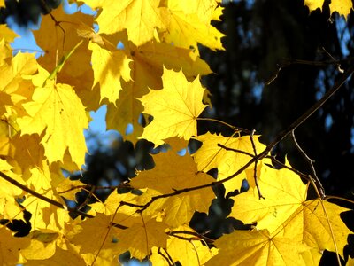Golden autumn nature autumn leaves