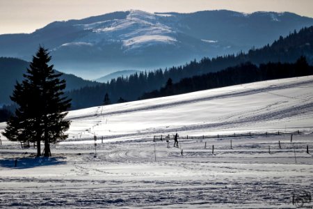 Alone In The Snow (198371615) photo