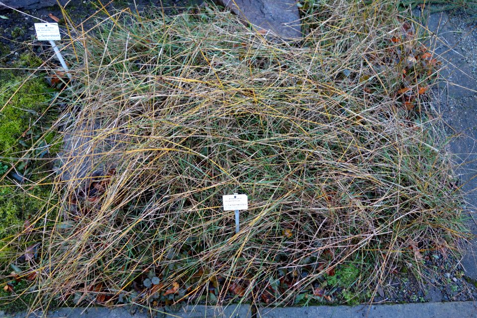 Alopecurus magellanicus - Botanischer Garten, Dresden, Germany - DSC08396