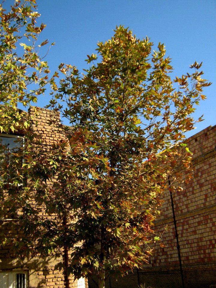 Alone tree - alley in 17 Shahrivar st - Nishapur 04