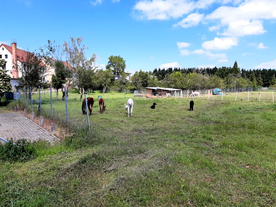 Alpakahof Wolf, Teutschenthal 1