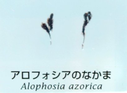 Alophosia azorica - National Museum of Nature and Science, Tokyo - DSC07603