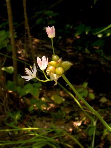 Allium canadense, 2015-06-10, Fox Chapel, 03