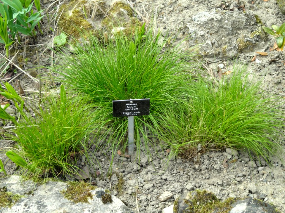Allium cyaneum - Botanischer Garten Freiburg - DSC06432