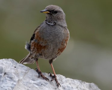 Alpenbraunelle 3
