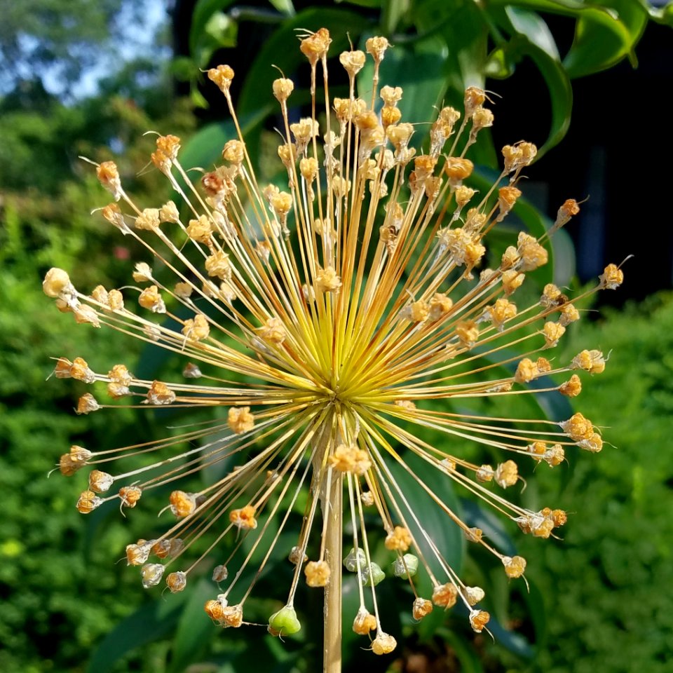 Allium - Arlington, MA - 01