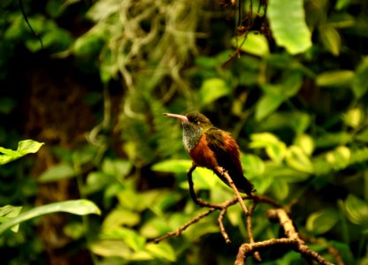 Amazilia amazilia Parc des Oiseaux 21 10 2015 2