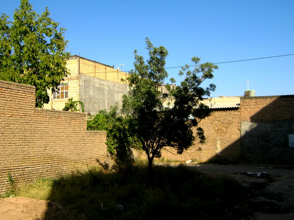Alone tree - alley in 17 Shahrivar st - Nishapur 07