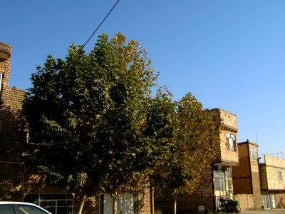 Alone tree - alley in 17 Shahrivar st - Nishapur 02
