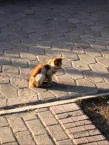 Alone kitty on the sidewalk of khayyam boulevard - maybe lost - Nishapur 2