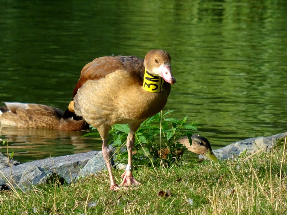 Alopochen aegyptiacus at Carolasee DSC04930