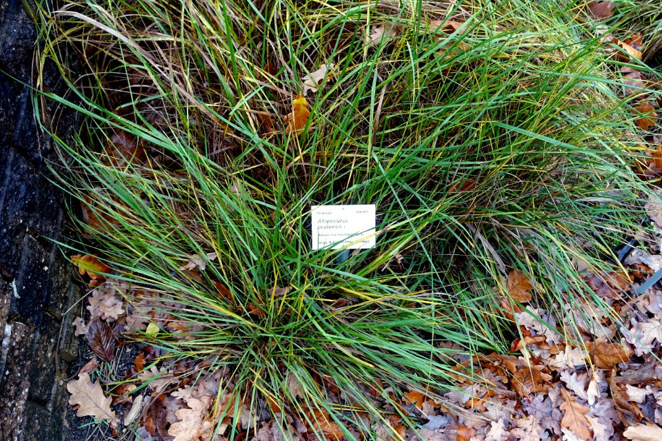 Alopecurus pratensis - Botanischer Garten - Heidelberg, Germany - DSC00878