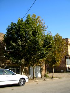 Alone tree - alley in 17 Shahrivar st - Nishapur 01