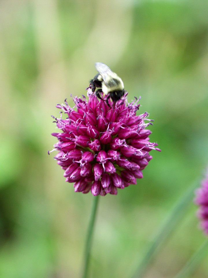 Allium sphaerocephalon, 2015-07-03, Beechview, 01