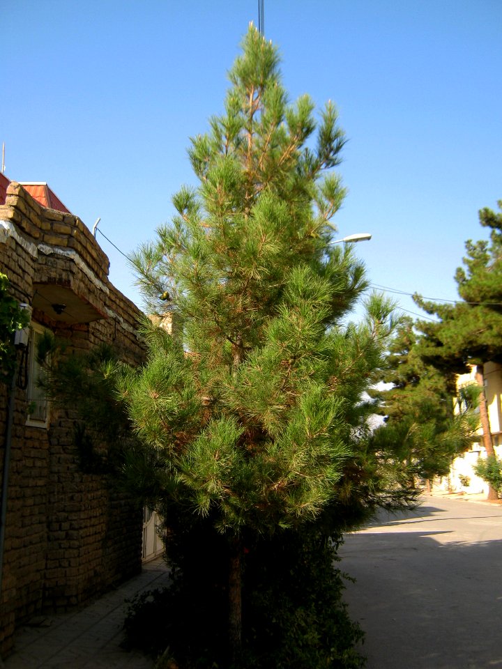 Alone tree - alley in 17 Shahrivar st - Nishapur 03