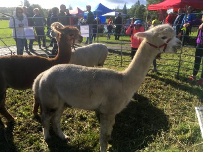 Alpacas in Inkoo