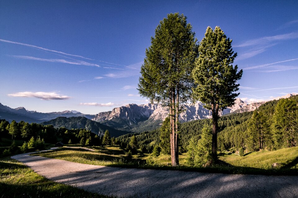 Trees sky landscape