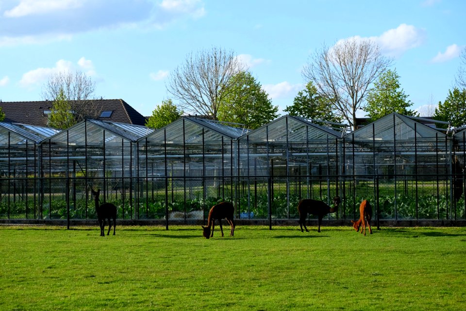 Alpacas and greenhouses in Bemmel