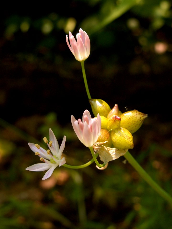 Allium canadense, 2015-06-10, Fox Chapel, 01