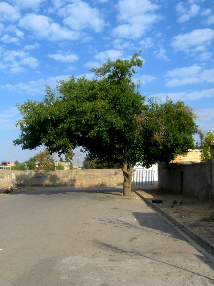 Alone tree in an alley neat Railway of Nishapur 3
