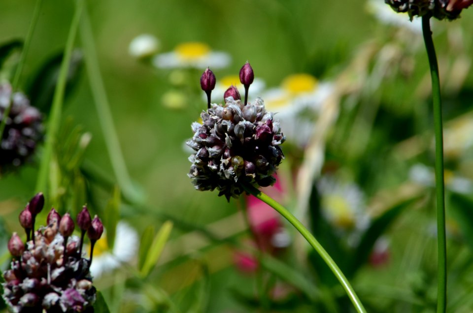 Allium scorodoprasum Vienna