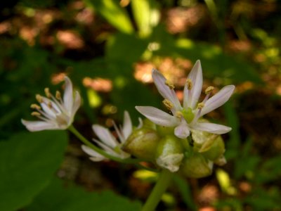 Allium canadense, 2015-06-10, Fox Chapel, 02