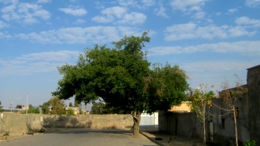 Alone tree in an alley neat Railway of Nishapur 2