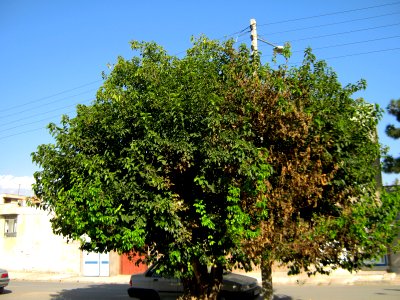 Alone tree and car - alley in 17 Shahrivar st - Nishapur 1