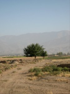 Alone tree - uburb of Nishapur - north - view of Yaghma Town 2