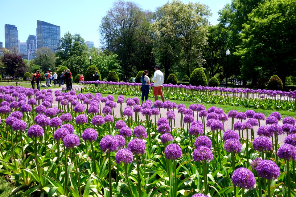 Alliums - Boston Public Garden - DSC02619