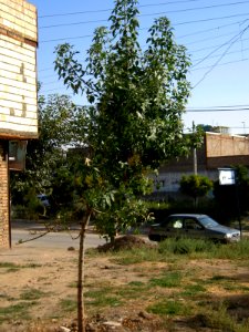 Alone tree - alley in 17 Shahrivar st - Nishapur 10