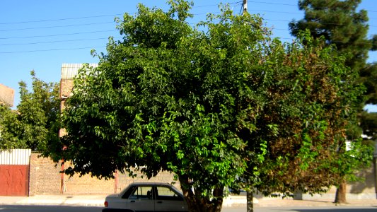 Alone tree and car - alley in 17 Shahrivar st - Nishapur 5