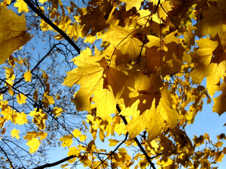 Golden autumn nature autumn leaves photo