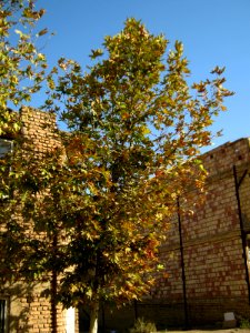 Alone tree - alley in 17 Shahrivar st - Nishapur 05