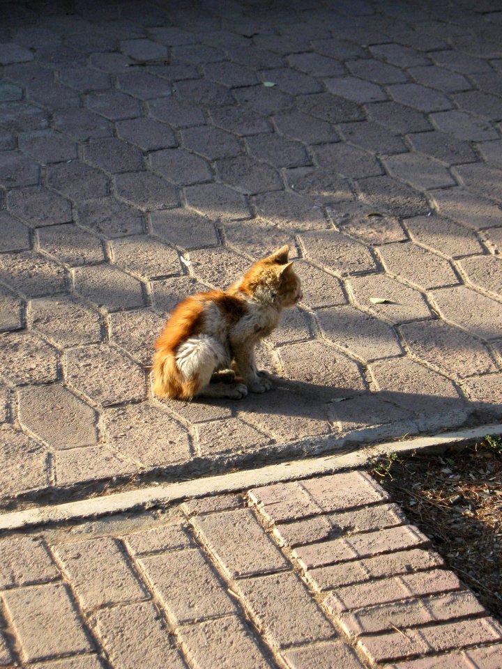 Alone kitty on the sidewalk of khayyam boulevard - maybe lost - Nishapur 1