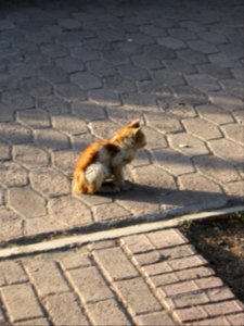 Alone kitty on the sidewalk of khayyam boulevard - maybe lost - Nishapur 1