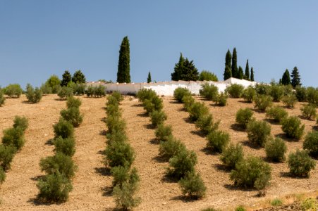 Almonds plantation and farm, Alhama de Granada, Andalusia, Spain photo