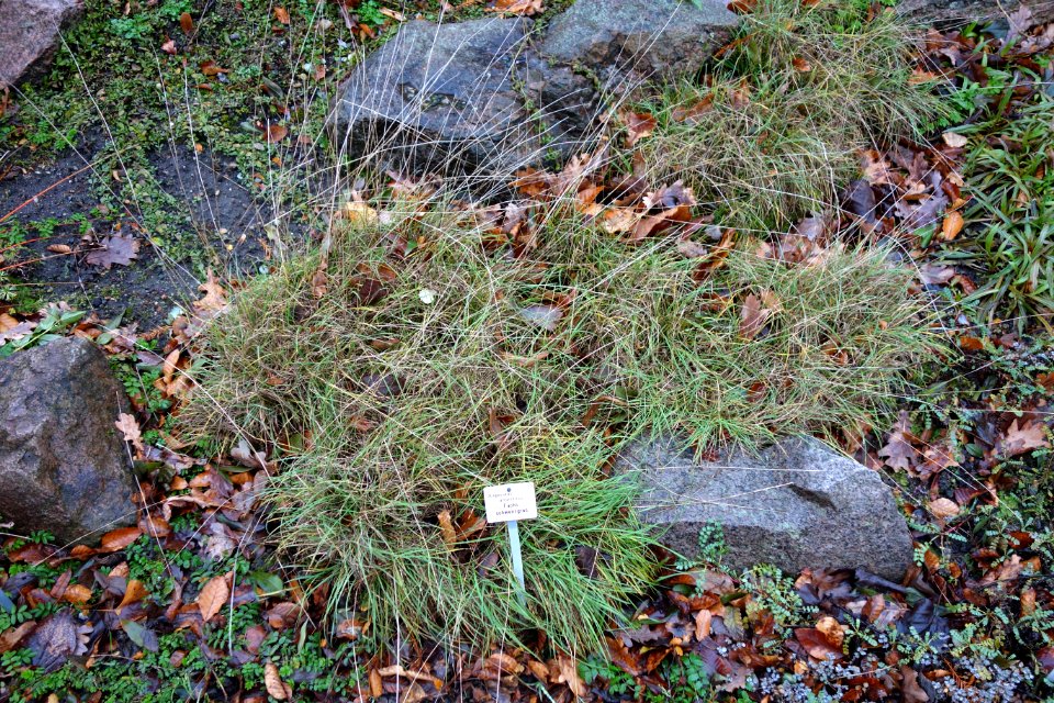 Alopecurus magellanicus (Alopecurus antarcticus) - Botanischer Garten, Dresden, Germany - DSC08388