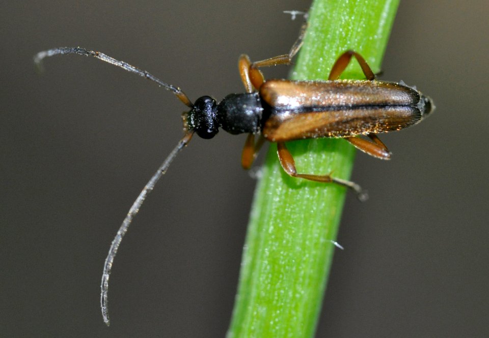 Alosterna-tabacicolor-01-fws