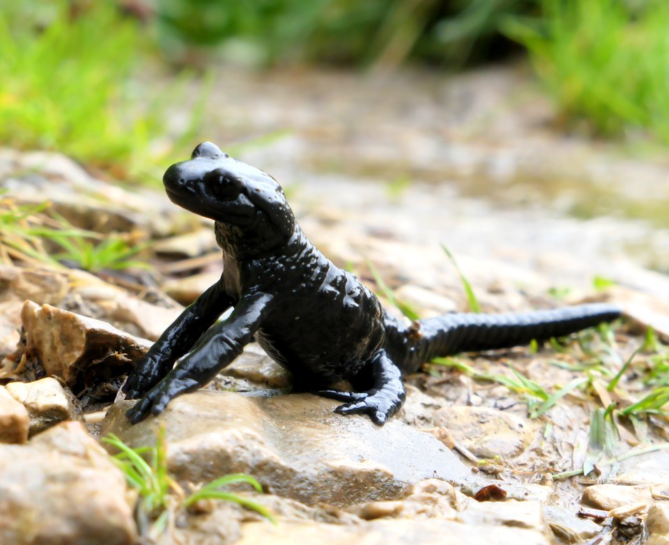 Alpensalamander.Schachen