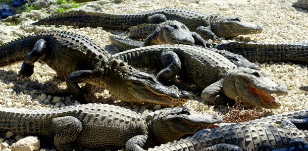 Alligators - Everglades Alligator Farm - Florida City, Florida - DSC09198