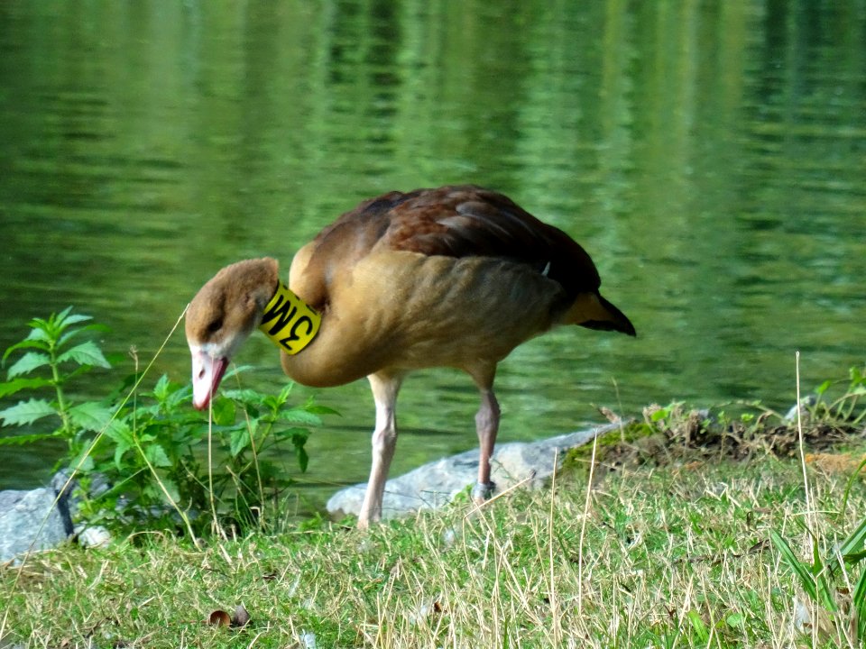 Alopochen aegyptiacus at Carolasee DSC04928