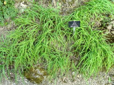Allium tuberosum - Botanischer Garten Freiburg - DSC06435