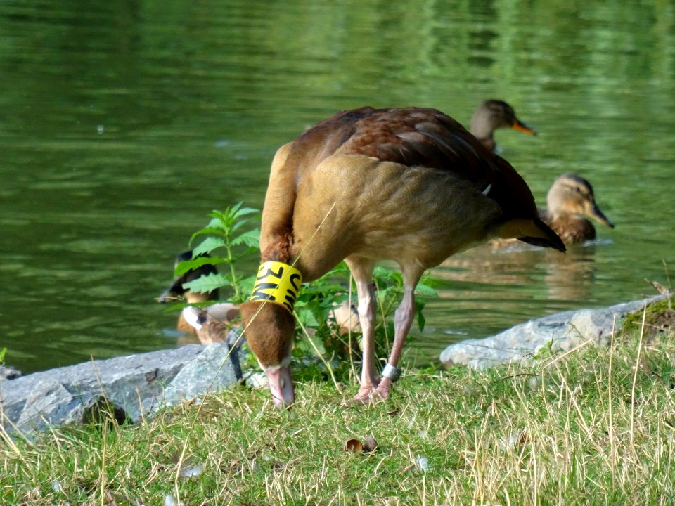 Alopochen aegyptiacus at Carolasee DSC04929