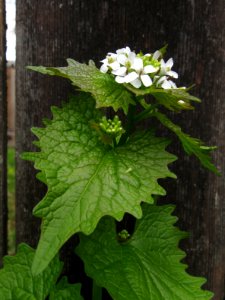 Alliaria petiolata, 2020-04-18, Beechview, 01