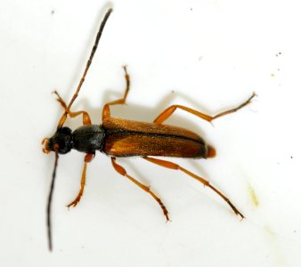Alosterna-tabacicolor-07-fws