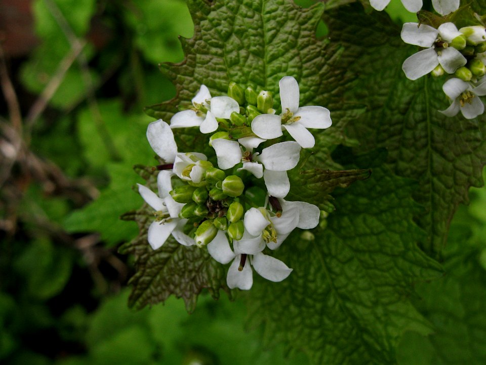 Alliaria petiolata, 2020-04-18, Beechview, 02