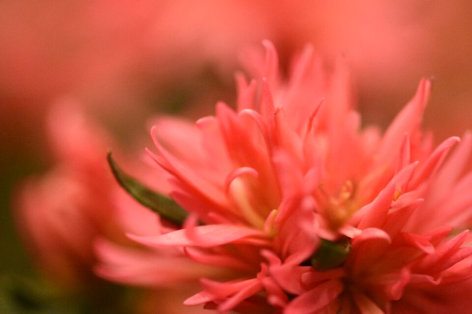 Macro plant spring